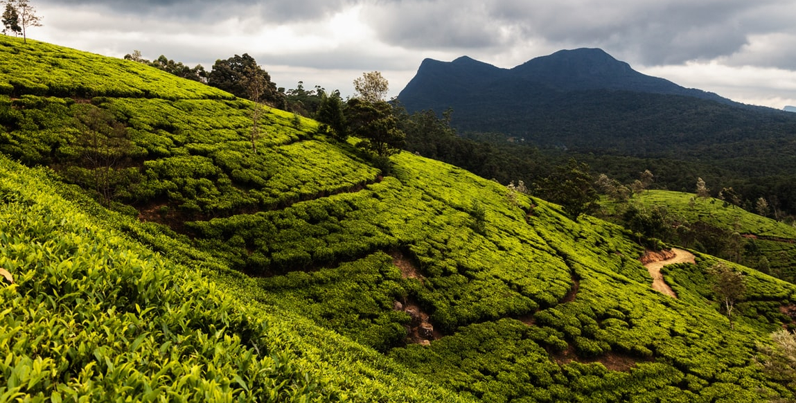 Voyage à Nuwara Eliya : du thé, du thé, et encore du thé...